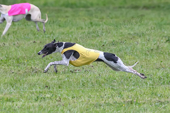 Prelim Open B3, Tusi Dany Tails-8438
