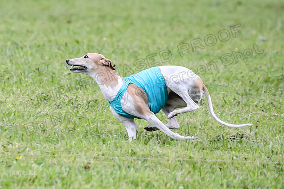 Prelim Open E3, Siren Martini Bee-9094