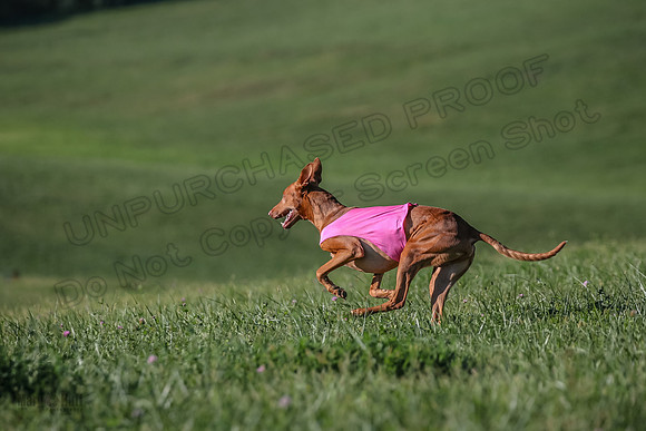 1 Prelims Vet 1 Precious Cayper Copper-4371