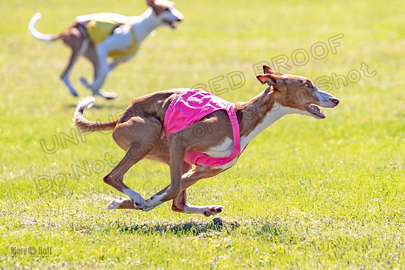 Prelims Open Jagger Maverick-5354