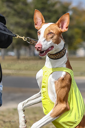 Finals Fch 1 Beastie Jadis Ginny-7947