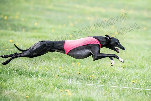1 Prelim Open D1 Strummer Kitsune Salty-6476