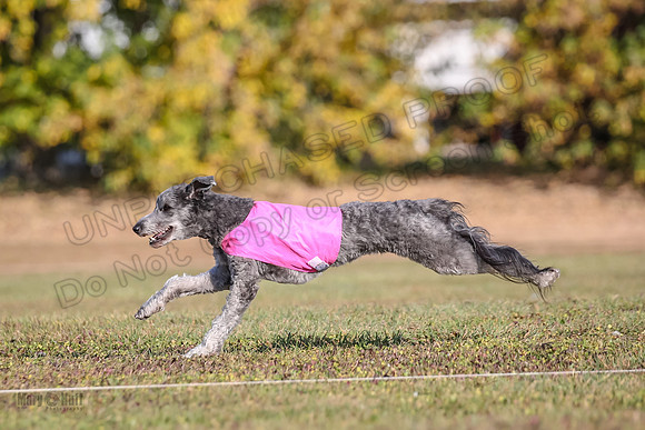 Ellie-4508