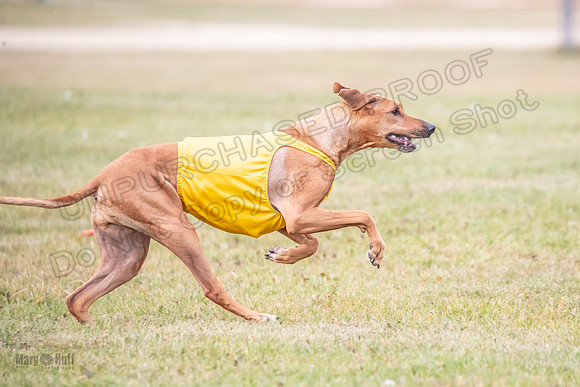 Finals Vet Libby Xena-2500