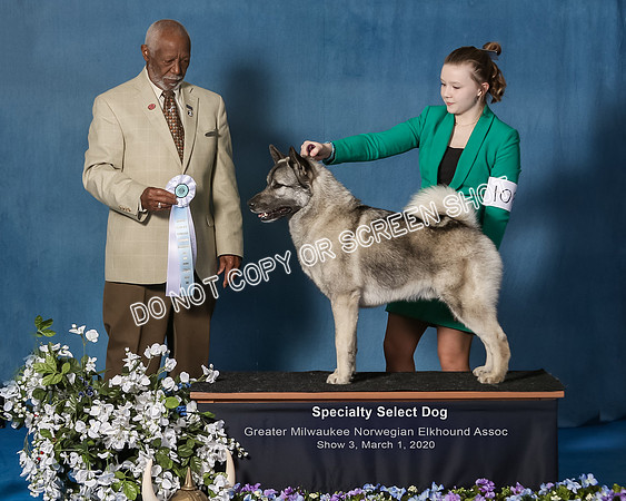 Elkhound 2020-1188-Edit