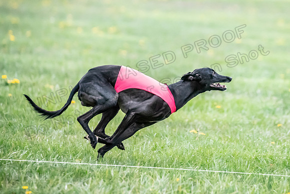 1 Prelim Open D1 Strummer Kitsune Salty-6478