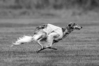 Prelim Open Silken-0397-2