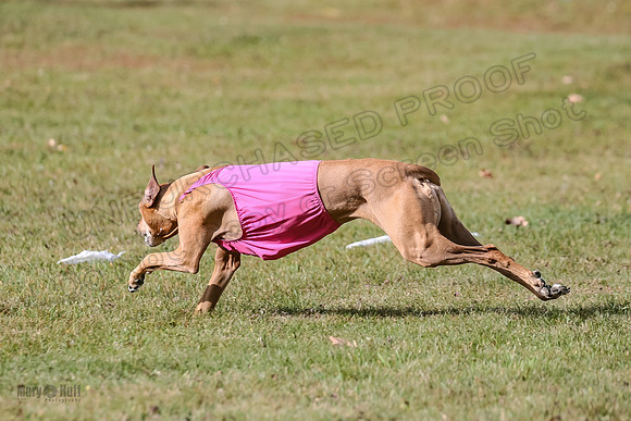 1 prelims Vet Libby Xena-6323