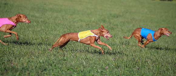 1 Prelims Vet 1 Precious Cayper Copper-4312