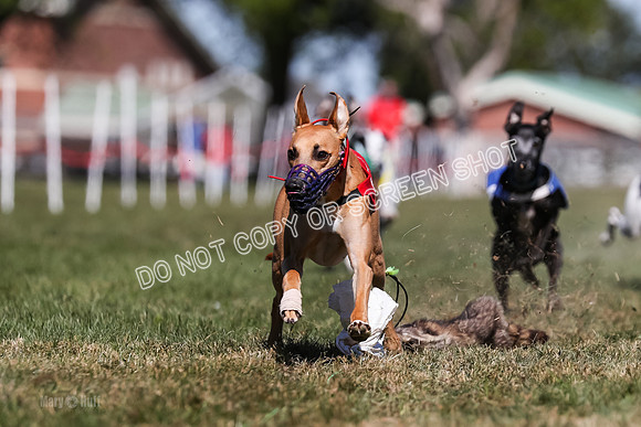 Prg 4, Race 2, Red Tipa Watson Sprig Carney-0088