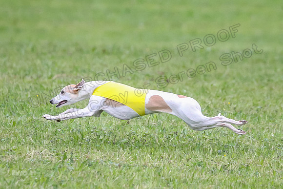 Prelim Open B4, Marlee Wrath Sonic-8485