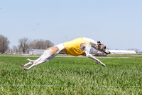 Whippet