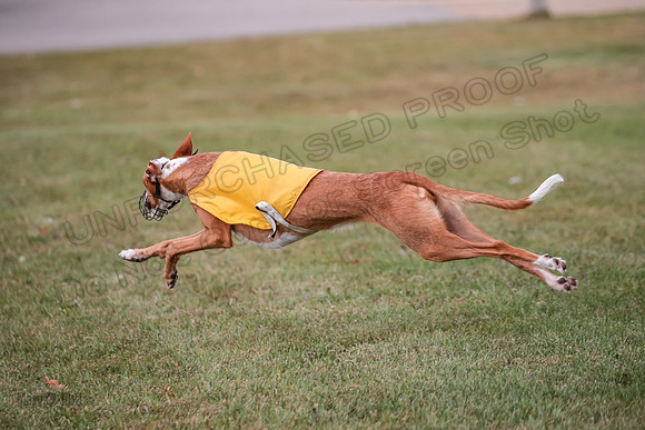 1 Prelims Fch 1 Penny Jadis Willow-5792