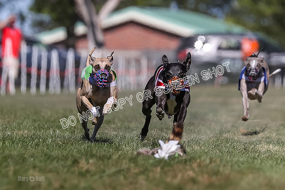 Prg 4, Race 6, Henry Rory Spud Victor Micky-0237