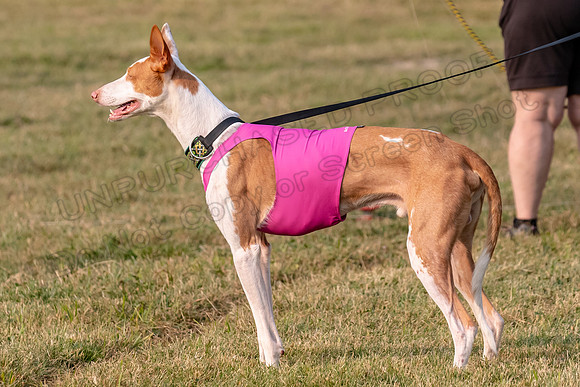 1prelims Fch 1prelim 1 Willow Fable Penny-3448