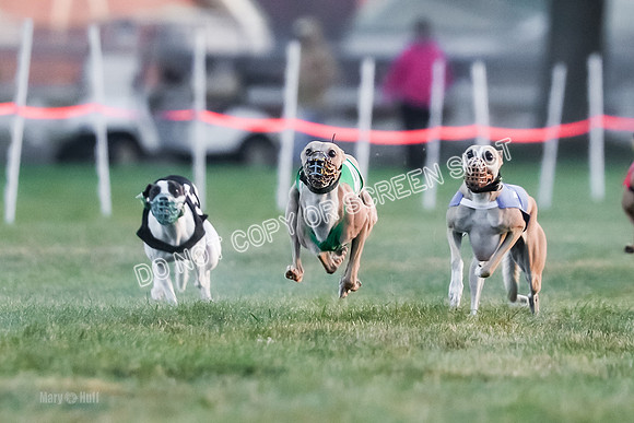 Prg 1, Race 5, Dandylion Cala Micky Sprig Arrow-9015