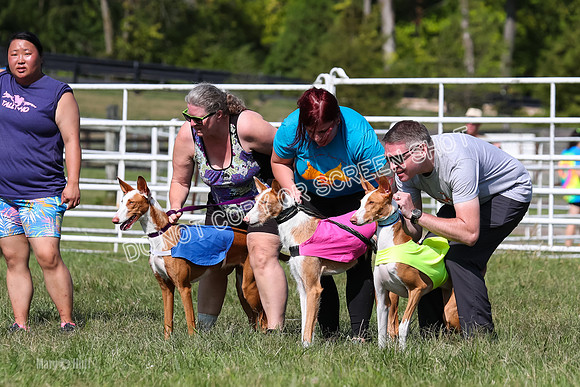 Open Prelim B1, Libby, Rogue, Penny-7739