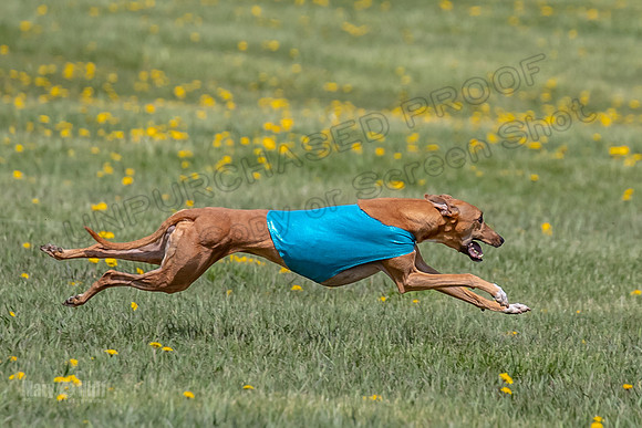 1Prelims Veterans 5 Rosie Smudge Smokey-1788