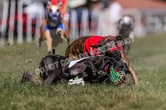 Prg 4, Race 1, Ruffian Flynn Nami Rigby Arrow Echo-0045
