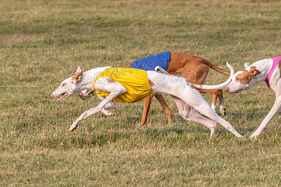 1prelims Fch 1prelim 1 Willow Fable Penny-3447