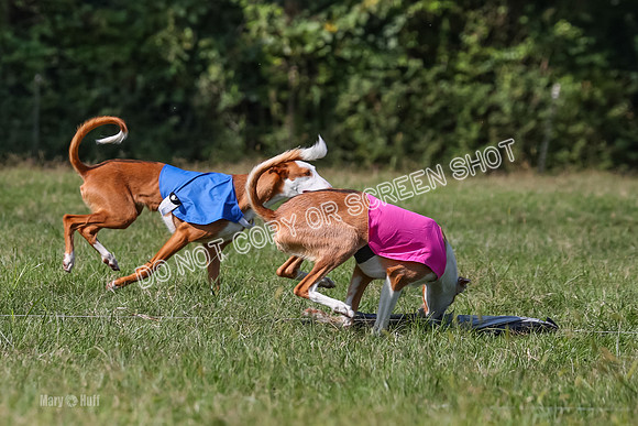 Open Prelim B1, Libby, Rogue, Penny-7784