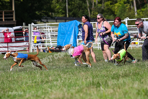 Open Prelim B1, Libby, Rogue, Penny-7747