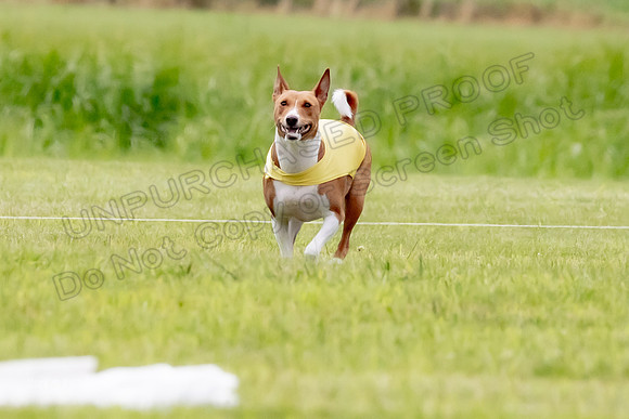 Finals Basenji-1354