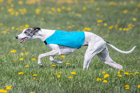 1Prelims Specials B6 Mantle PeteySue Echo-1581