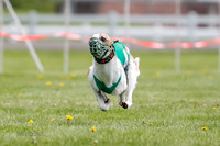 WRA, Prg 1, Race 1, Puppy, Sprig Gnocchi-8229