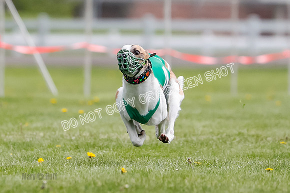 WRA, Prg 1, Race 1, Puppy, Sprig Gnocchi-8229