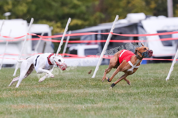 Prg 1, race 10, Bobo Piper Elvis Grit-0805