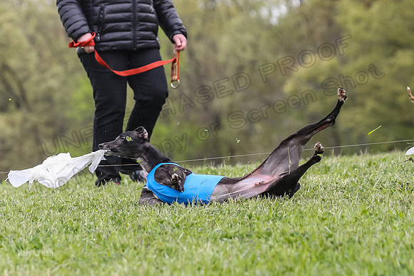 Finals Open C3, Sparky Margot Shine-0727