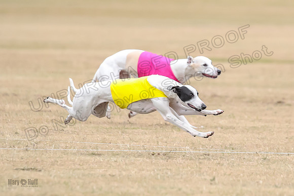 1Prelim Open 5 Petey Sue Cheese-3120