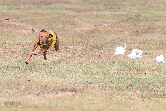 Finals Fch 2 Remmy Opal Islay-8236