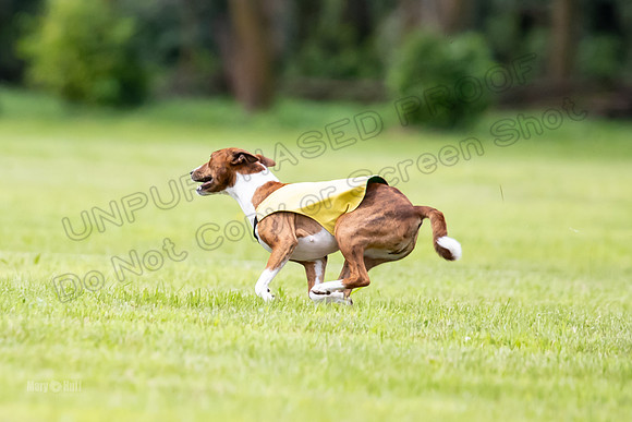 Finals Basenji-1412