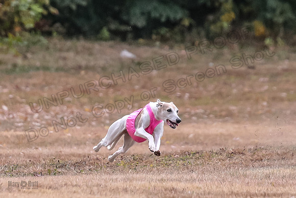 1 Prelims Fch 1 Arrow Celine-1327