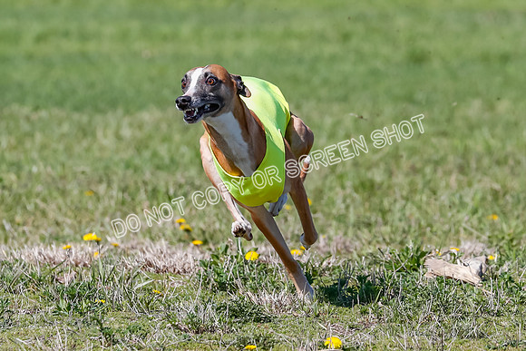 Prelim, Rocky Shimmy Zed-2413