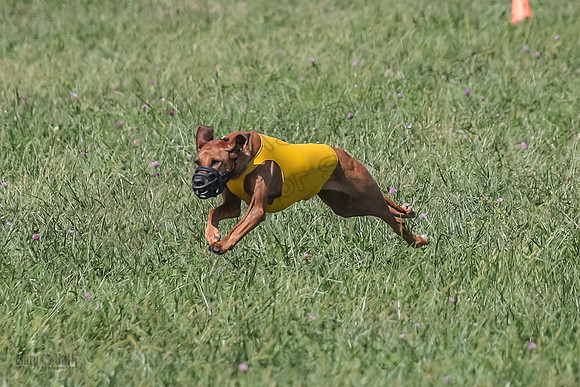 2 Finals Vet 2 Erzulie Libby-8160