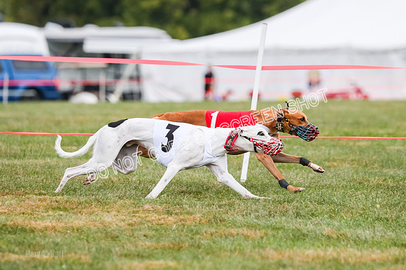 Prg 1, race 10, Bobo Piper Elvis Grit-0810