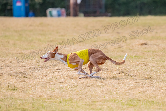 1prelims Vet 1prelim Izzy Dawn-3752