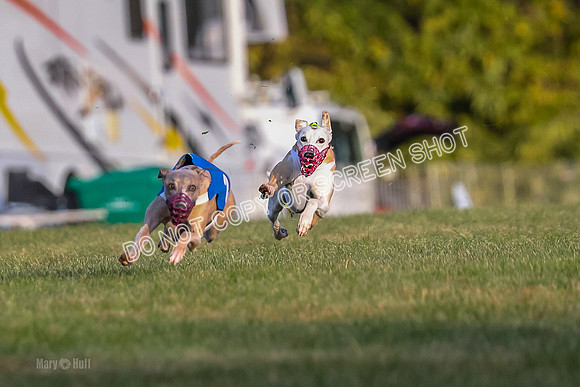 Prg 1, race 1, Arrow Blitz Rosie Floyd-0556
