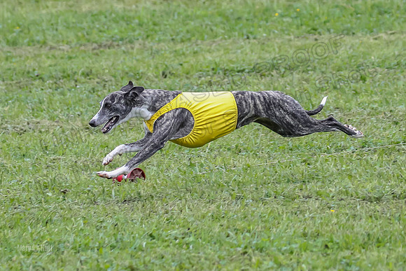 Prelim Fch 1,  Prim Shelby Ember-5187