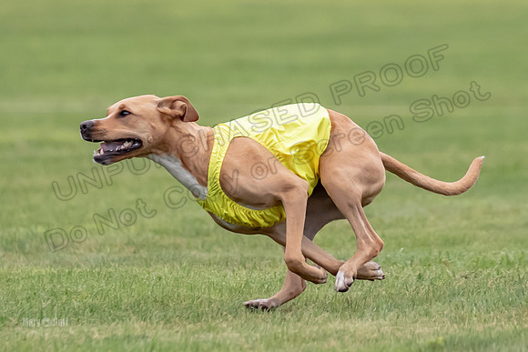 Prelims Zara-0812
