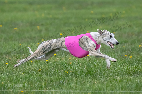 1 Prelim Open B1 Pearl Riptide Flower-6322