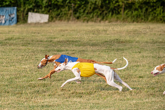 1prelims Fch 1prelim 1 Willow Fable Penny-3481