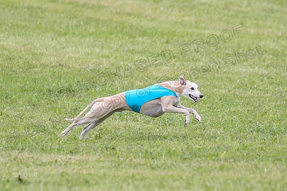 Prelim Open F4, Cosmo Damsel Archer-9356
