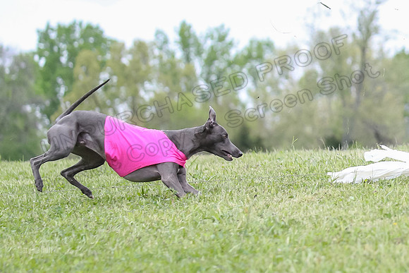 Finals Open C1, Oscar Strummer Rex-0641