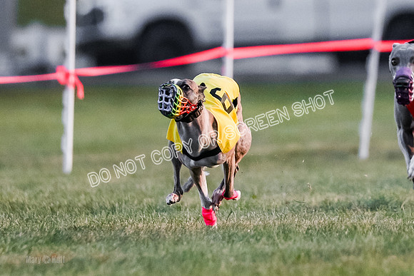 Prg 1, Race 8, Java Warrior Spock Rasta Margot Willow-9080