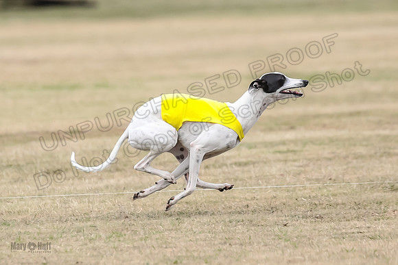 1Prelim Open 5 Petey Sue Cheese-3159