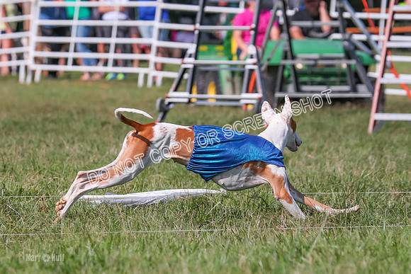 Prelim Clover-7525